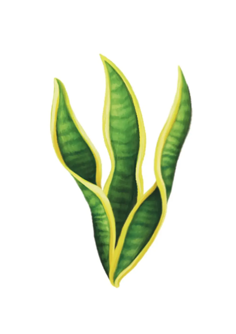 Snake Plant Card