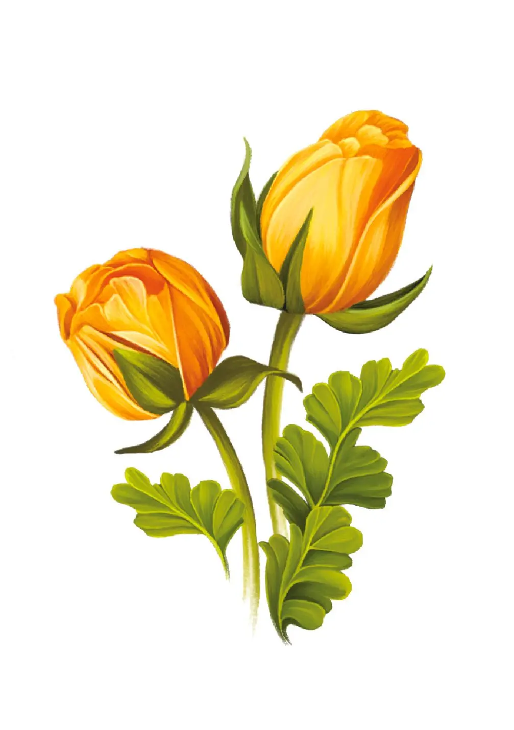 Sorbet Roses Card